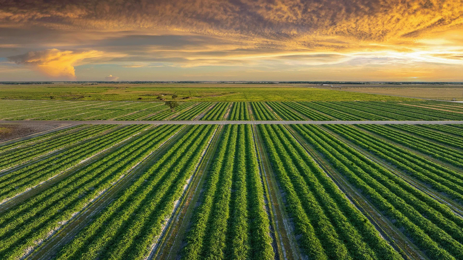 Campo de cultivo en hileras al atardecer — Equipos Glezco